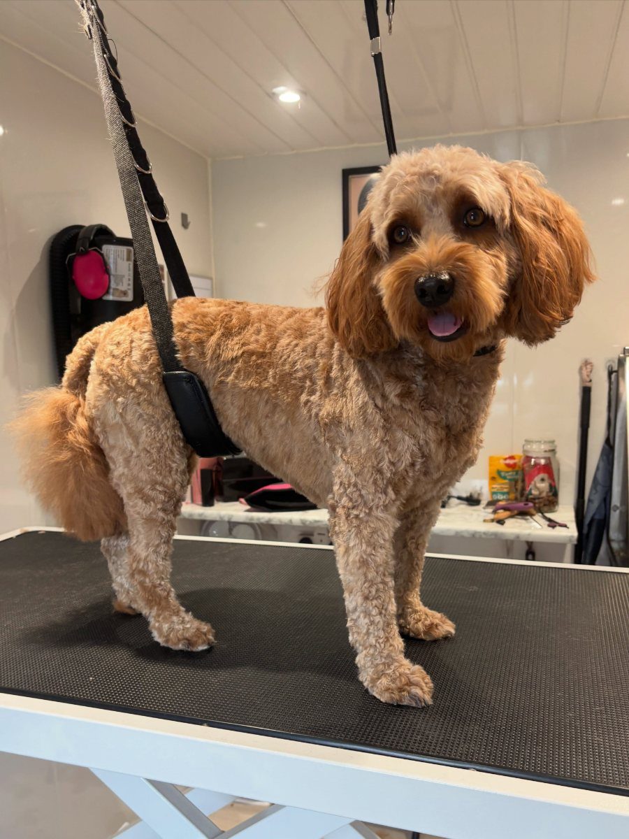 An apricot curly-coated dog standing on the grooming table after a groom, coat clipped short on the body and left fuller round the head.