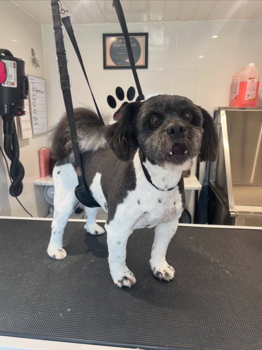 A black and white small long-coated dog on the grooming table, legs and feet clipped out and the coat shortened over the back.