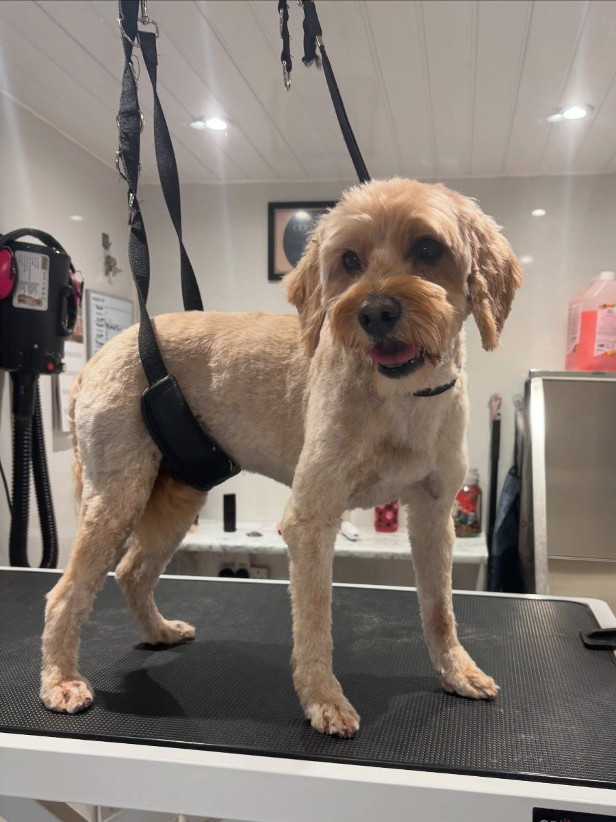 A cream curly-coated dog standing on the table with its coat taken short all over and the legs left a little longer.