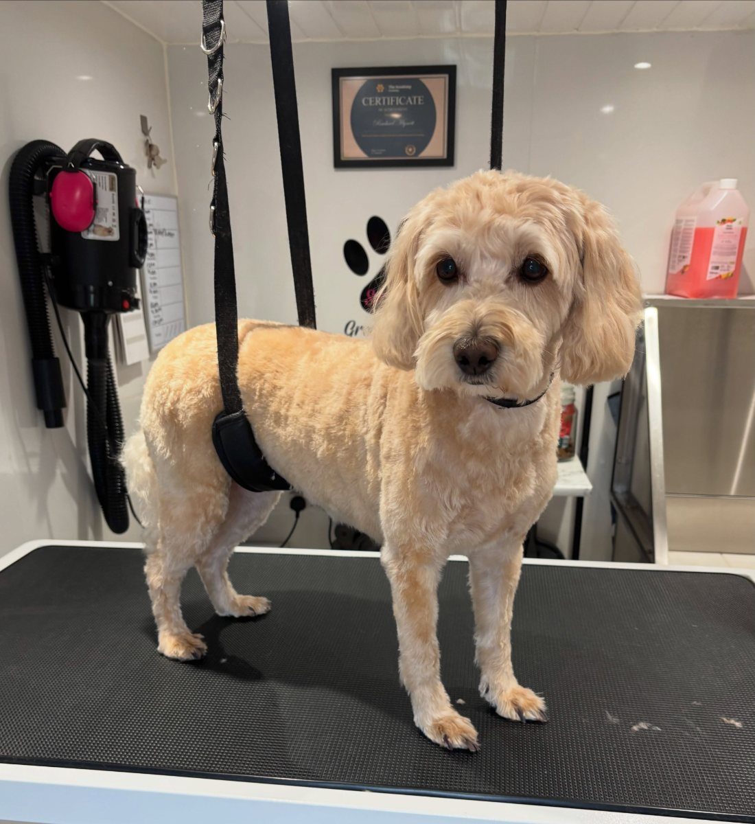 A cream curly-coated dog on the grooming table, body clipped down and the face and ears scissored into a round shape.