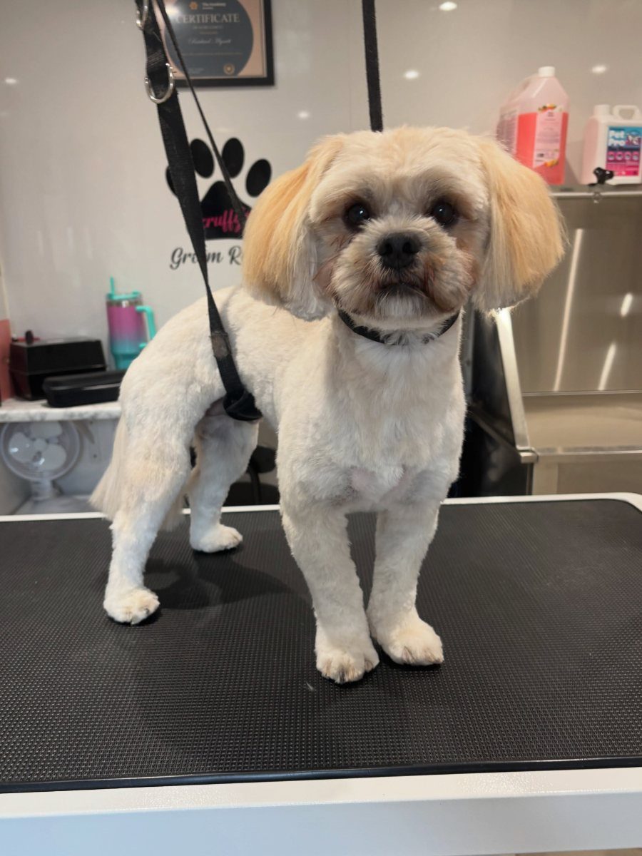 A small cream and white long-coated dog on the table, the face scissored round and the body coat trimmed short.