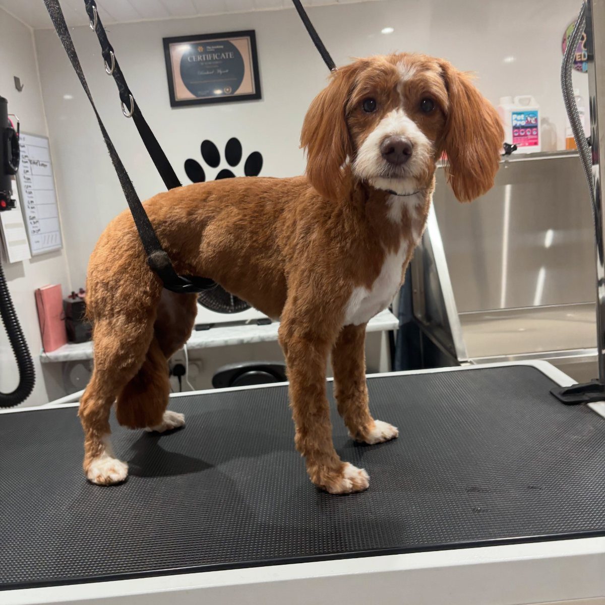 A red and white spaniel standing on the table after a groom, ears left long and feathering trimmed level.