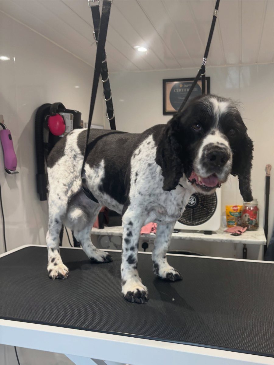 A black and white springer spaniel standing on the grooming table, ears and feathering scissored and the body coat tidied.