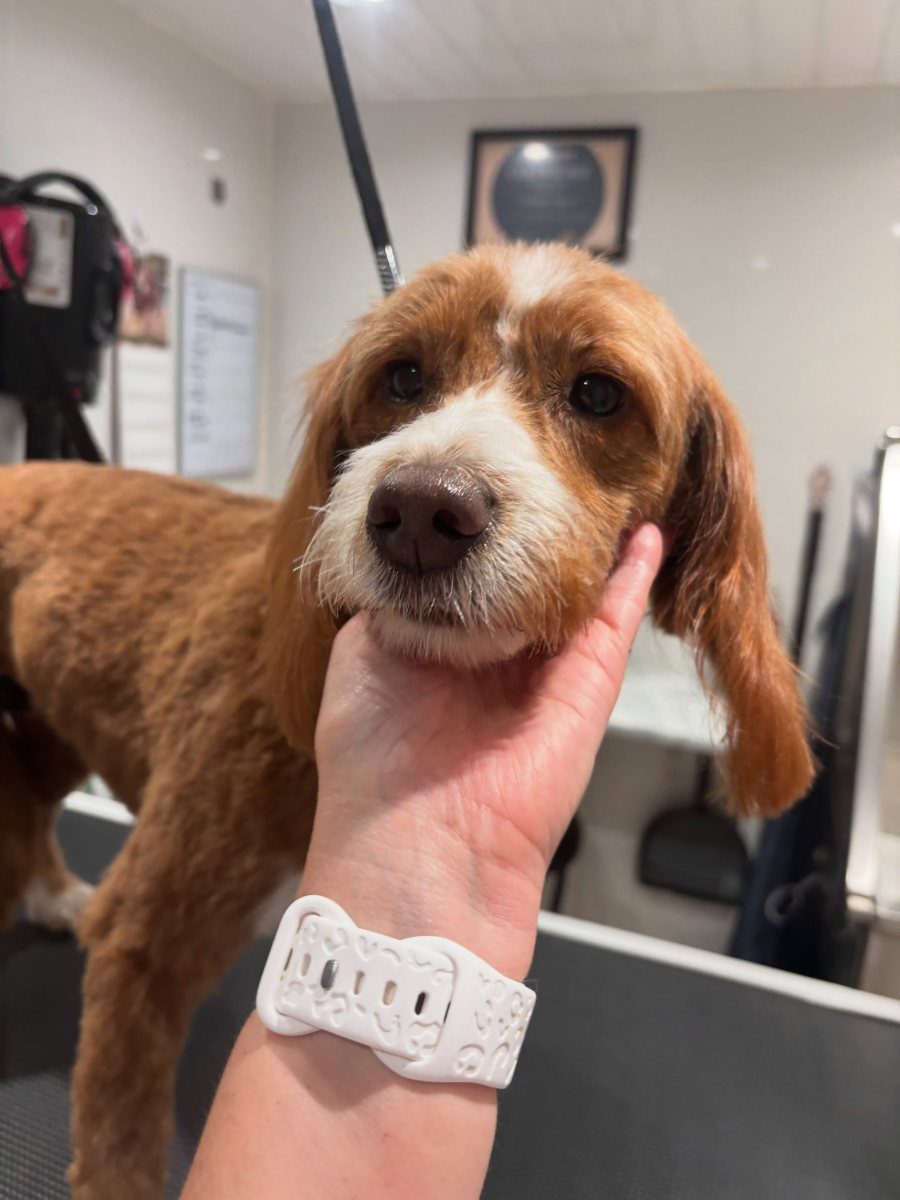 A tan spaniel having its chin held gently while its face is tidied. Only the groomer's hand is in the picture.