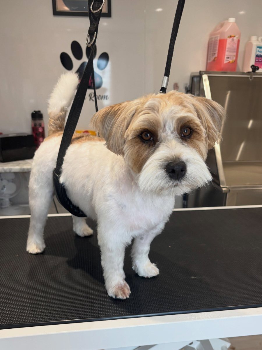 A small tan and white long-coated dog standing on the table, muzzle and legs trimmed and the coat left full over the back.