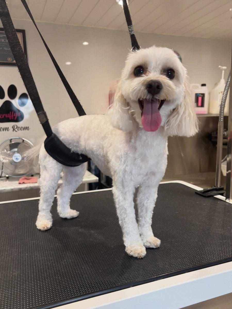 A white curly-coated dog on the grooming table with its tongue out, body clipped short and the head left full and round.